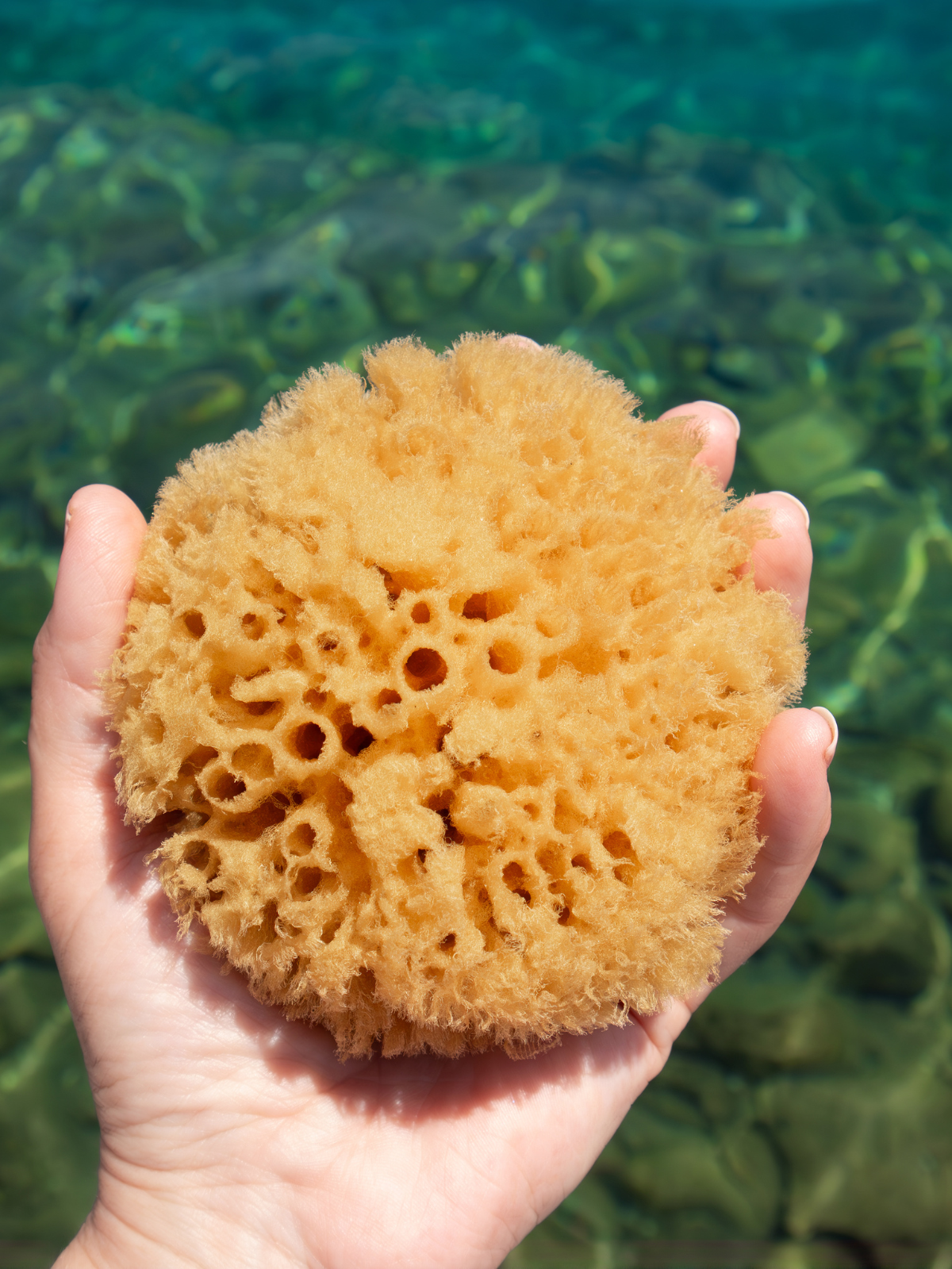 Bath Sea Sponges - Natural and Sustainable