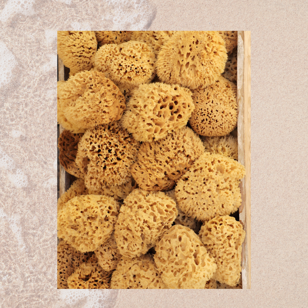 Bath Sea Sponges - Natural and Sustainable