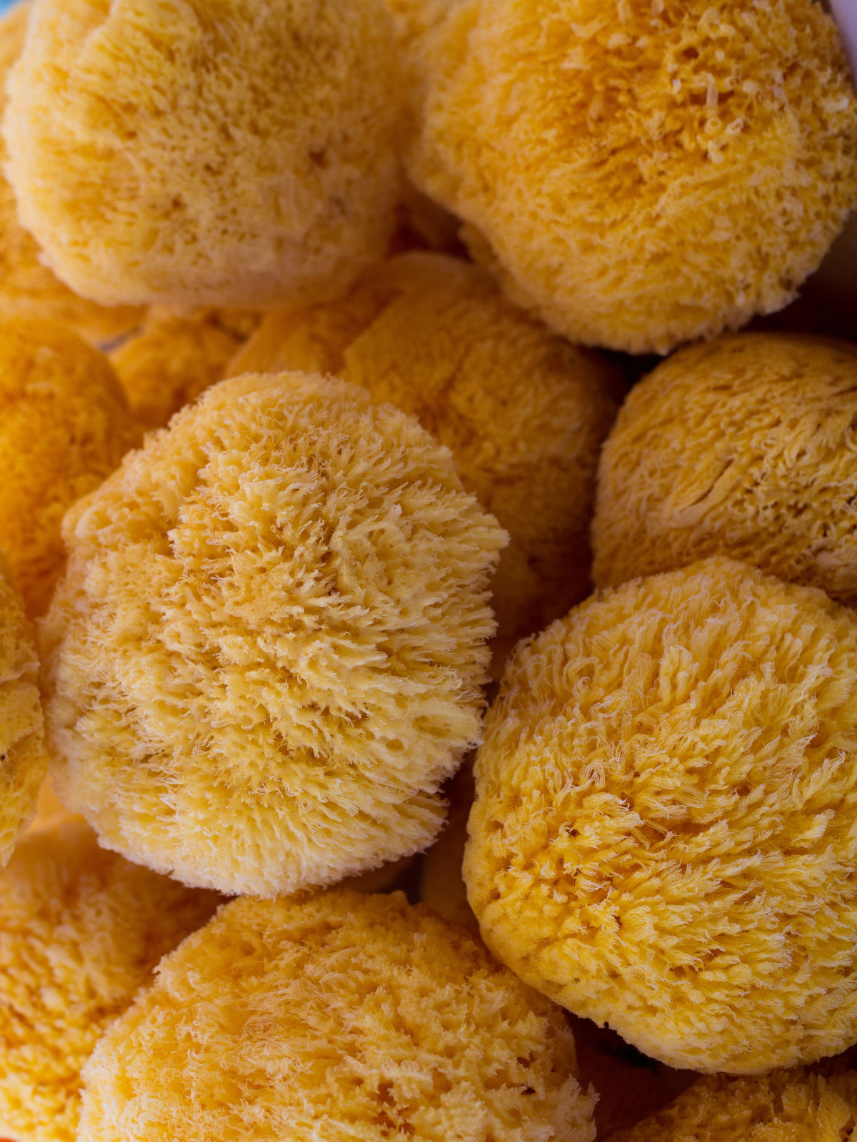 Bath Sea Sponges - Natural and Sustainable